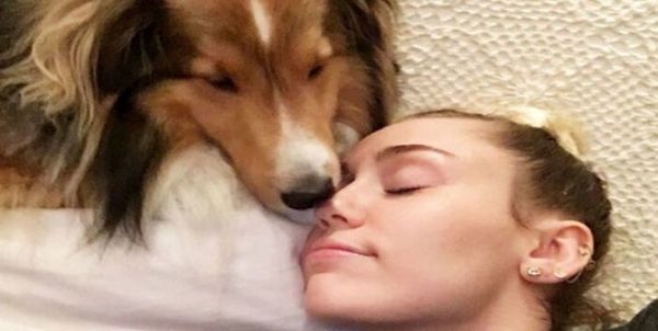 La mascota de Miley Cyrus casi muere electrocutada