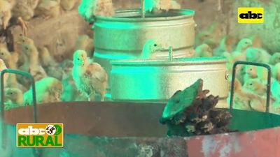 Importancia del buen manejo de cortinas en avicultura - ABC Rural - ABC Color