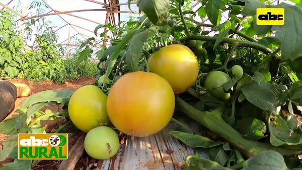 Abc Rural: Control de ralstonia en cultivo de tomate - ABC Rural - ABC Color