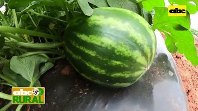 Abc Rural: Ventaja del sistema de riego por goteo en cultivo de sandia - ABC Rural - ABC Color