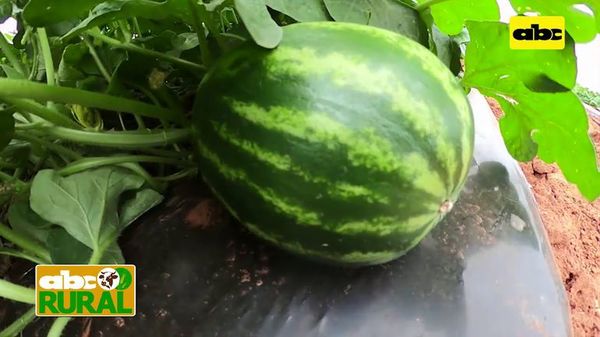 Abc Rural: Ventaja del sistema de riego por goteo en cultivo de sandia - ABC Rural - ABC Color