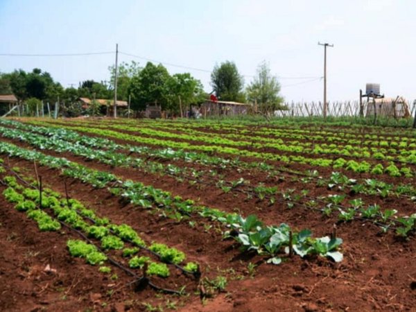 Vecinos crean huerta comunitaria para autoconsumo en Alto Paraná