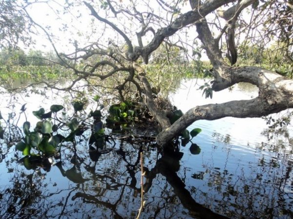 Subió a un árbol para tirarse al río y murió desnucado