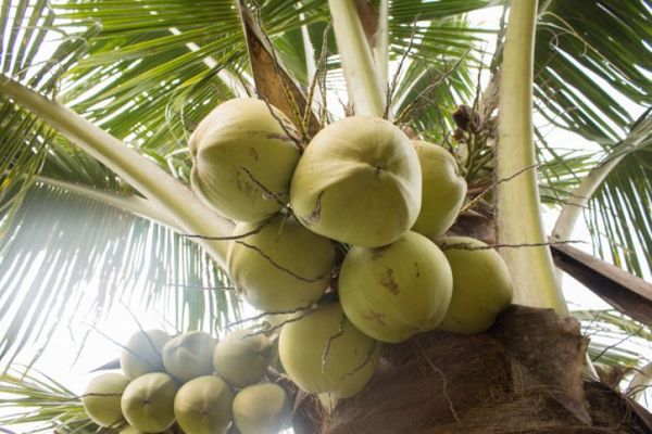 El aceite de coco destruye el virus de Covid-19, según científicos filipinos