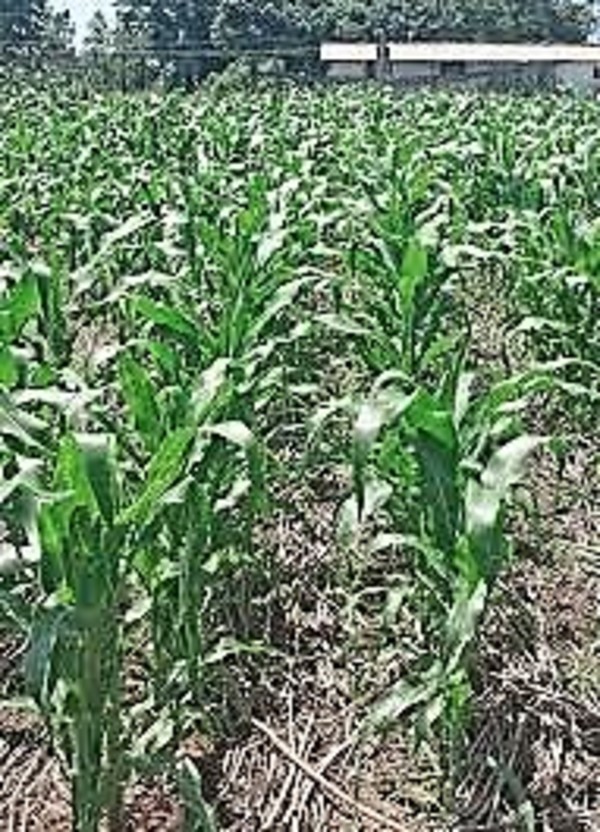 Lluvia es bonanza expresan productores y sin pérdida de tiempo empiezan a sembrar maíz - La Mira Digital