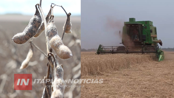 EL AGRONEGOCIO SOSTIENE Y VITALIZA LA ECONOMÍA NACIONAL DURANTE ESTA CRISIS MUNDIAL