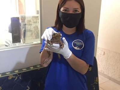 René, el sapo más mimado del país