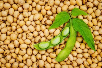 Incentivan el desarrollo de tecnología en el agro, con importación de 57 germoplasmas de soja - MarketData