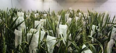 Ambientalistas y mercados miran con recelo el trigo transgénico de Argentina