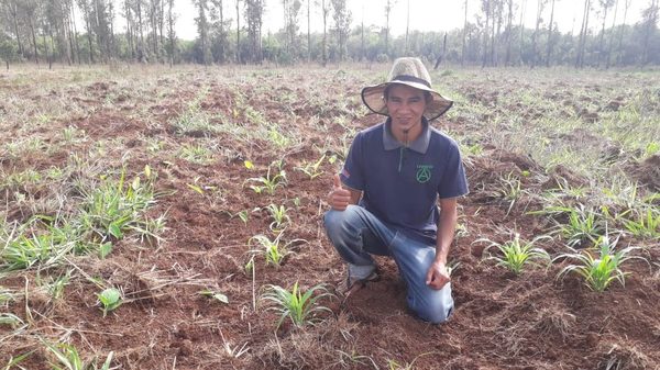Productores de Alto Paraná ya pueden sembrar maíz luego de las lluvias