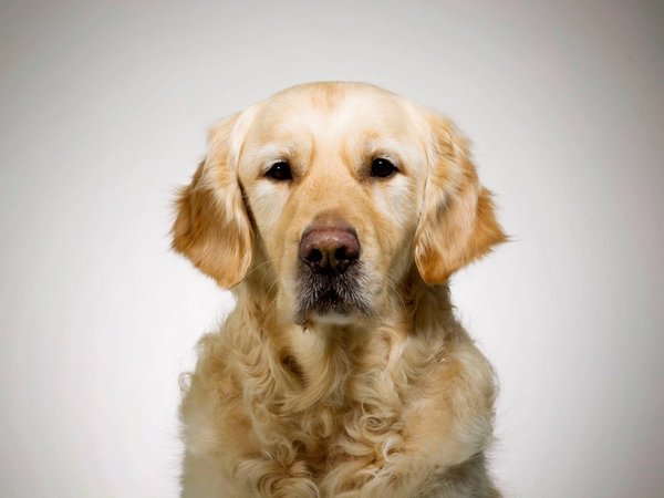 Zenit, el primer doctor canino, está próximo a jubilarse