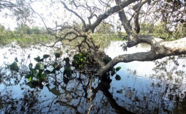 Murió desnucado luego de saltar al agua desde un árbol