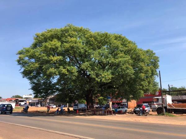 Caaguazú: Denuncian que se quiere derribar un coloso de más de 100 años para la construcción de la Ciclovía