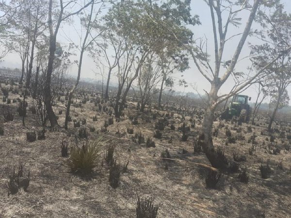 Santa Rita: Incendio consume 50 hectáreas de plantación de trigo y bosque
