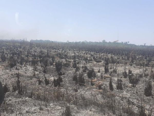Santa Rita: 50 hectáreas de cultivo y bosque afectadas por incendio - ABC en el Este - ABC Color