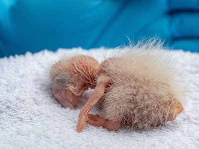 Tras más de 100 años, nacen crías silvestres de guacamayo rojo