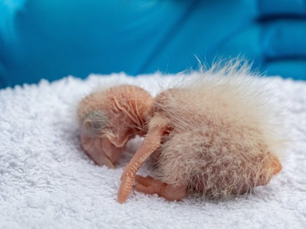 Tras más de 100 años, nacen crías silvestres de guacamayo rojo