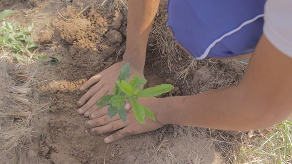 Impulsan campaña de reforestación de Canindeyú