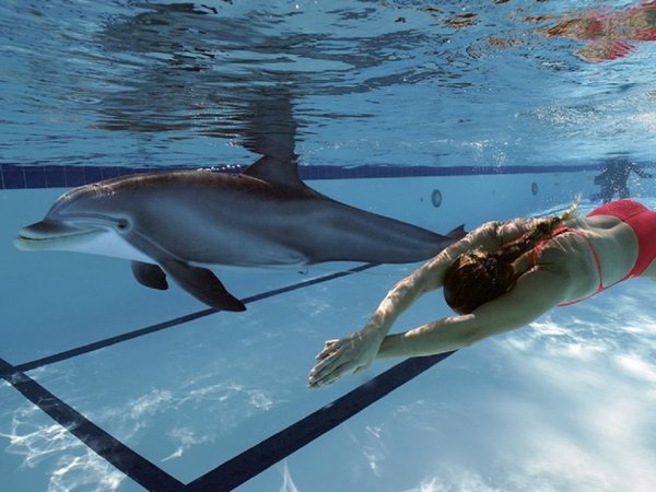 Crean un delfín robótico que podría ayudar a terminar con el cautiverio