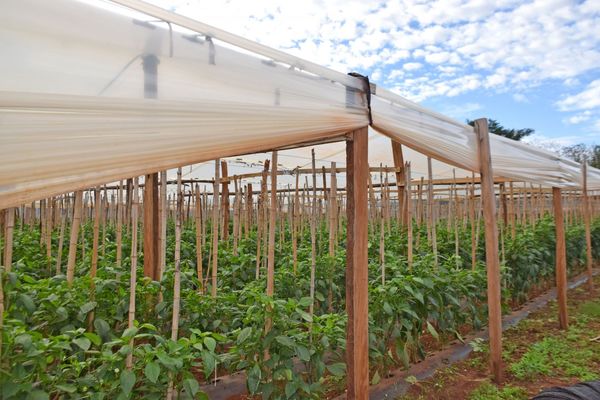 Innovaciones tecnológicas para la horticultura