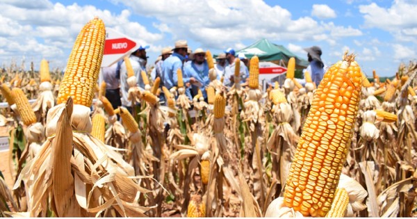 La Nación / Las exportaciones de maíz sufren 51% de retracción