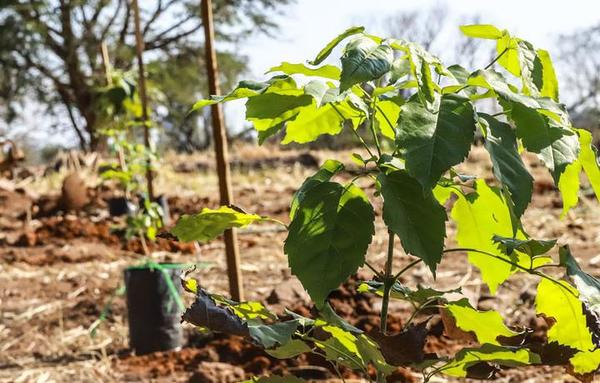 Plantarán 4.000 árboles nativos en el predio de RC4