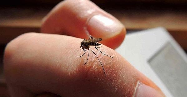 Mientras todos se ocupan del COVID19 el DENGUE avanza y MATA en la frontera