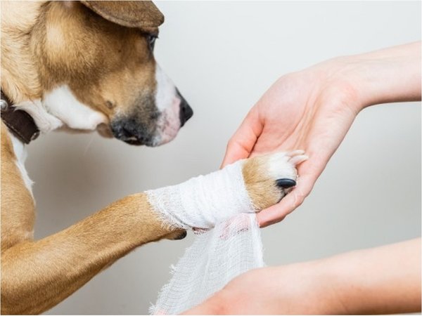 Cómo tratar heridas cortantes en las patas de los perros