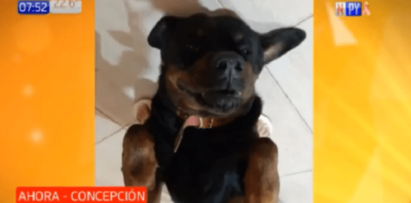 Perro hizo correr a motoasaltantes en Concepción | Noticias Paraguay