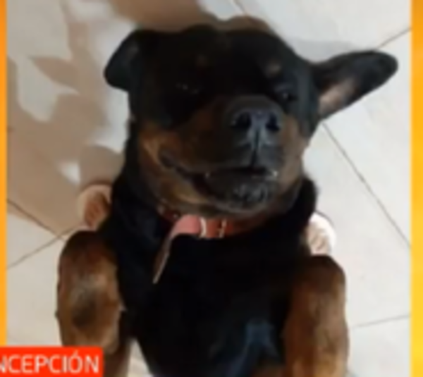 El héroe del día: Rottweiler persigue a motoasaltante en Concepción - Paraguay.com