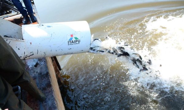 Siembran 7.000 peces en el Lago de la República