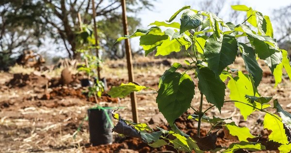 La Nación / Unos 4.000 plantines formarán el corredor verde en el predio del RC4