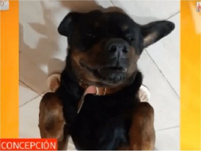 Héroe de cuatro patas salva a su familia de un asalto