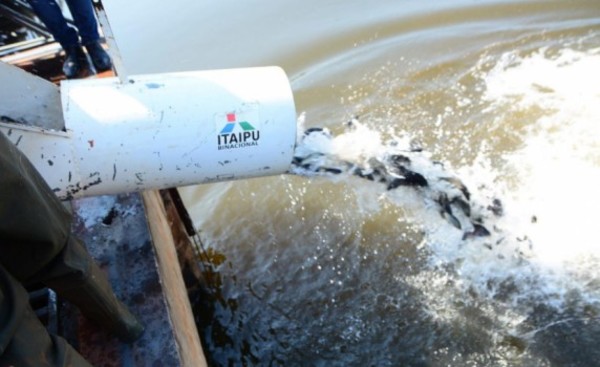 Para mejorar calidad del agua, siembran 7 mil peces en el lago