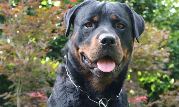 Perro salva a su familia humana de asalto, asaltantes huyen a velocidad del rayo (Video)