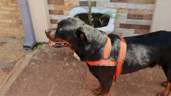 «Kent» el perro héroe en Concepción
