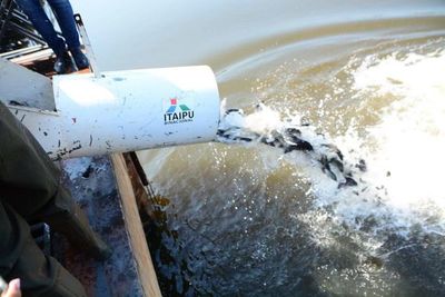Siembran 7.000 peces en el lago de la República de Ciudad del Este - ABC en el Este - ABC Color