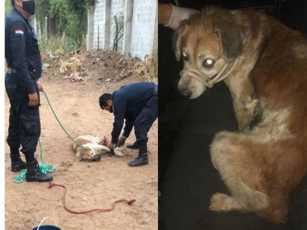 Desde una camioneta “tiran” a un jagua’i vivo pero amordazado y atado