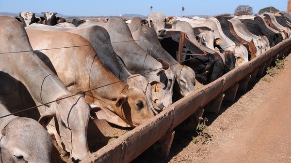 Brasil: animales terminados en confinamiento serán récord en 2020