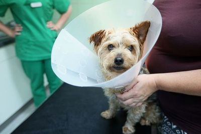 Cómo tratar heridas cortantes en las patas de los perros - Mascotas - ABC Color