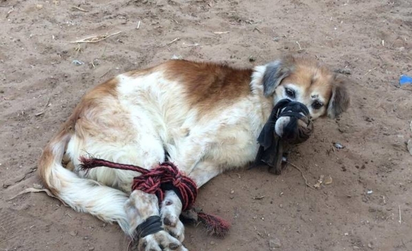 HOY / Amordazado y atado de patas arrojaron perro a un baldío