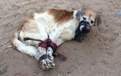 Caso de maltrato animal genera indignación en redes