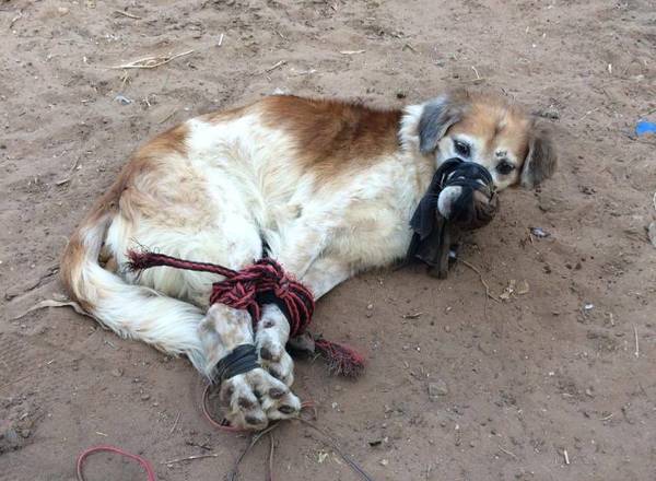 Amordazado y atado de patas arrojaron perro a un baldío - Noticiero Paraguay