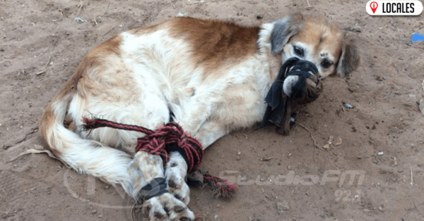 Amordazado y atado de patas arrojaron perro a un baldío