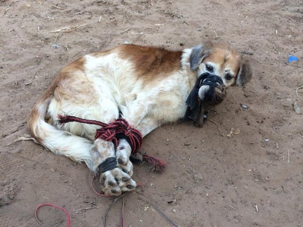 Ataron a un perro de patas y hocico, luego lo tiraron a un baldío