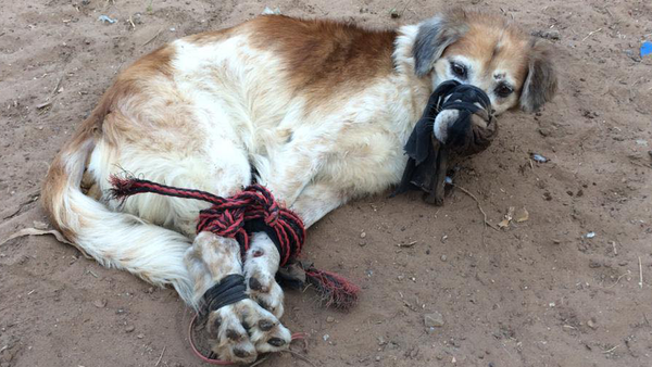 Violencia animal: Abandonaron a un perro en un baldío, amordazado y atado de patas