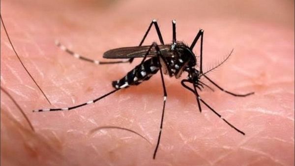 Registran primeros casos de dengue
