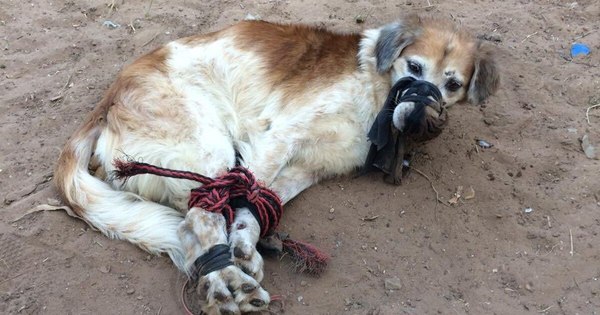 La Nación / Fernando de la Mora: perro fue tirado a un baldío atado y amordazado