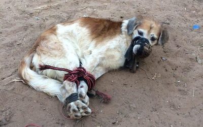 Rescatan a perro abandonado y amordazado en patio baldío