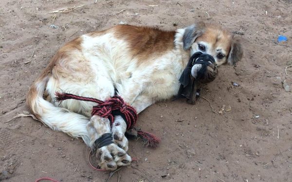 Rescatan a perro abandonado y amordazado en patio baldío